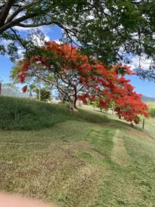 Terrain de 5 hectares viabilisé à vendre à La Foa - Vanym