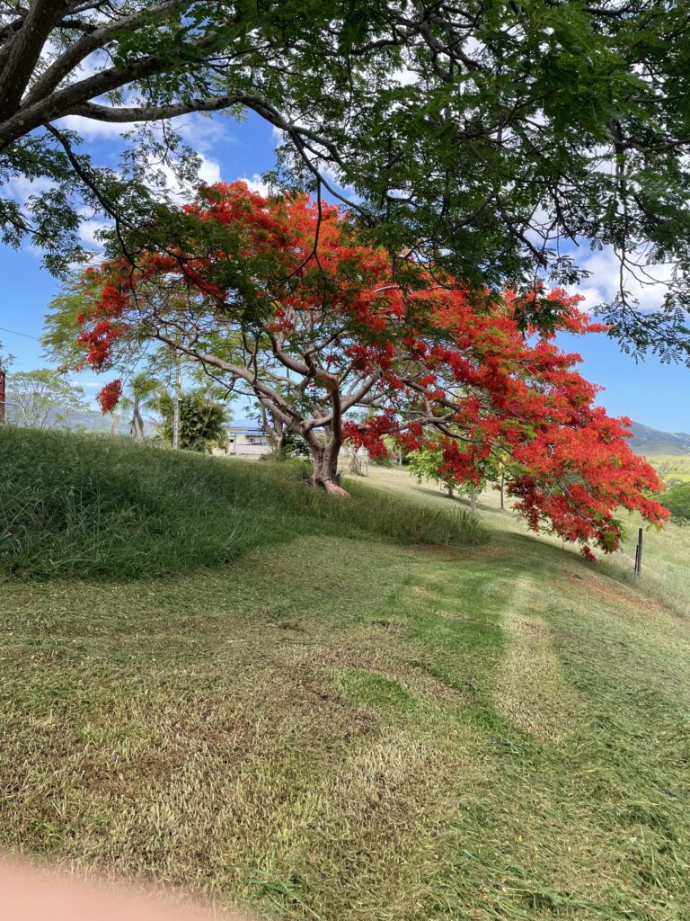 Terrain de 5 hectares viabilisé à vendre à La Foa - Vanym